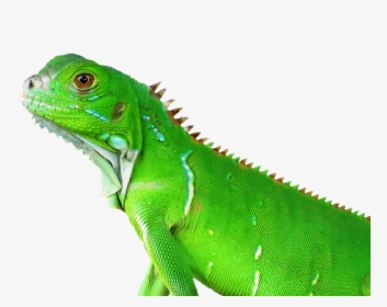 Lizard, Reptile, Tropical, Nature, Animal, Vertebrate - Tropical Animal Png, Transparent Png, Transparent PNG