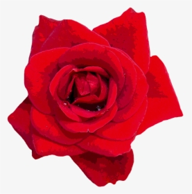 Roses, Red, Flowers, Red Rose, Garden Rose, Rose Blooms - Red Flower Images In Png Format, Transparent Png, Transparent PNG