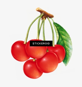 Cherries Cherry Fruits Nuts Clipart , Png Download - Fruits Painted, Transparent Png, Transparent PNG