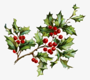 #mistlzweig #mistletoe #xmas - Christmas Flowers And Berries, HD Png Download, Transparent PNG