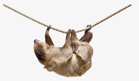 2 Toed Sloth Png - Linnaeus Two Toed Sloth Transparent, Png Download, Transparent PNG