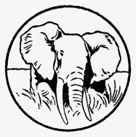 Transparent Elephant Head Clipart - Indian Elephant, HD Png Download, Transparent PNG