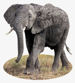 Transparent Elephant Clipart - Indian Elephant, HD Png Download, Transparent PNG