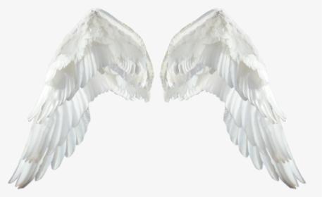 Realistic Angel Wings Transparent Png - White Wings Png, Png Download, Transparent PNG