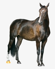 Transparent Horse Png - New Pic Of Riyaz, Png Download, Transparent PNG