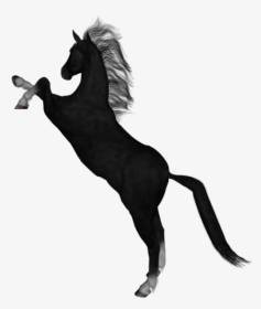 Black And White Horse Pictures Clipart, HD Png Download, Transparent PNG