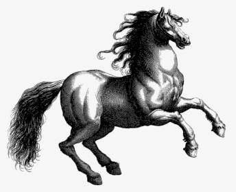 Vintage, Horse, Line Art, Equine, Animal, Rearing,, HD Png Download, Transparent PNG