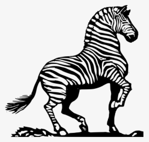 Zebra, African Zebra, Striped Zebra - Zebra Images Black And White, HD Png Download, Transparent PNG
