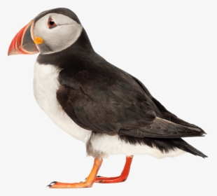 Puffin Side View - Puffin Png, Transparent Png, Transparent PNG