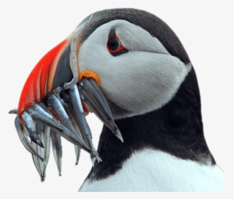 Puffin Holding Fish In His Beak - Puffin Transparent Background, HD Png Download, Transparent PNG