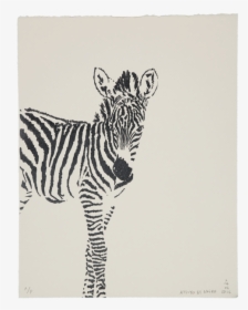 Zèbre - Zebra Cub White Background, HD Png Download, Transparent PNG
