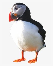 Puffin Png Photo - Atlantic Puffin, Transparent Png, Transparent PNG