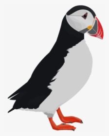 Puffin - Puffin Png Clipart, Transparent Png, Transparent PNG