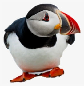 Puffin Png Free Download - Atlantic Puffin, Transparent Png, Transparent PNG