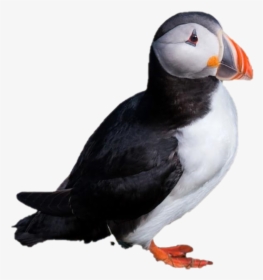 Single Puffin Png Clipart - Atlantic Puffin, Transparent Png, Transparent PNG