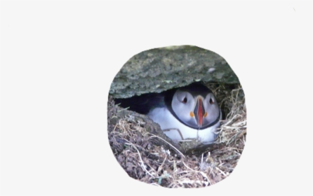#puffin #bird #cute #pngs #png #lovely Pngs #usewithcredit - Atlantic Puffin, Transparent Png, Transparent PNG