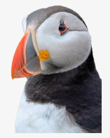 Puffin Png Background Image - Puffins Guernsey, Transparent Png, Transparent PNG