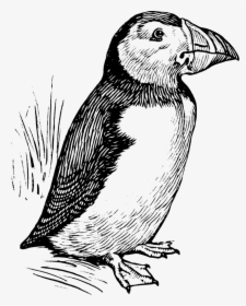 Puffin - Puffin Black And White Illustration, HD Png Download, Transparent PNG