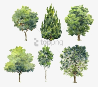 Watercolor For Image With - Photoshop Tree Background Png, Transparent Png, Transparent PNG