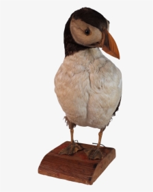 Taxidermy Puffin - Puffin, HD Png Download, Transparent PNG