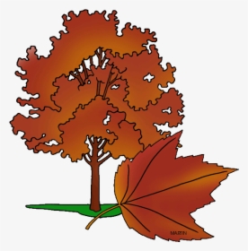State Tree Of Rhode Island - Red Maple Tree Clipart, HD Png Download, Transparent PNG