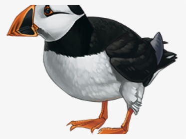 Puffin Cliparts - Atlantic Puffin, HD Png Download, Transparent PNG