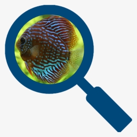 Magnifying Glass Silhouette Png, Transparent Png, Transparent PNG
