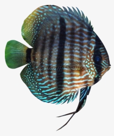 Pomacentridae, HD Png Download, Transparent PNG