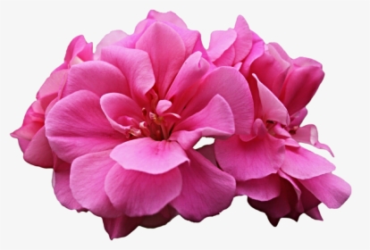 Thumb Image - Pink Geranium Flower Png, Transparent Png, Transparent PNG