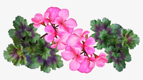 Geranium, Pink, Flower, Leaves, Plant, Garden, Nature - Geranium Plant Png, Transparent Png, Transparent PNG