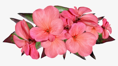 Geranium, Pink, Flowers, Garden, Nature, Cut Out - Geranium Flower Transparent, HD Png Download, Transparent PNG