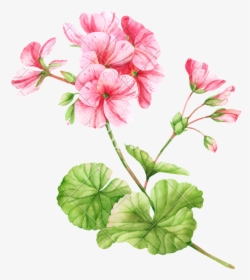 Clip Art Flower Illustration Photos By - Geranium Flower Watercolor, HD Png Download, Transparent PNG