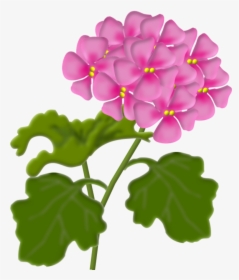 Transparent Geranium Png - Geranium Flower Clipart, Png Download, Transparent PNG