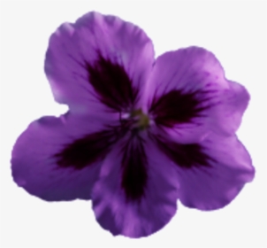 Flower Geranium Purple - Diphenyl Oxide, HD Png Download, Transparent PNG