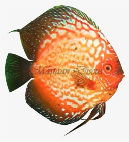 Clip Art Pigeonblood Discus - Pomacentridae, HD Png Download, Transparent PNG