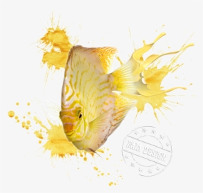 Discus Fish From Front, HD Png Download, Transparent PNG