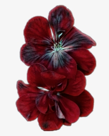 #flower #bloom #geranium #red #black #dark #pretty - Poinsettia, HD Png Download, Transparent PNG