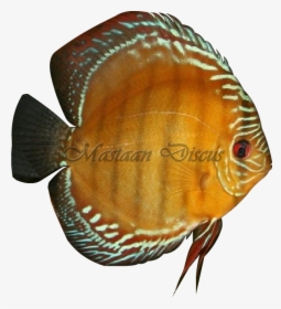Pomacentridae, HD Png Download, Transparent PNG
