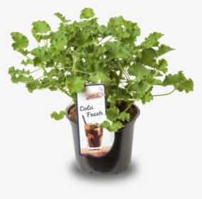 Cola Leaf Pelargonium, HD Png Download, Transparent PNG