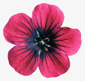 Geraniums Drawing Violet, HD Png Download, Transparent PNG