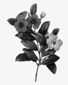 #kpop #flower #flores #black #flowersblack #blackflowers - Periwinkle Botanical Flower, HD Png Download, Transparent PNG