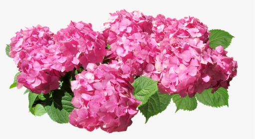 Flower,flowering Family - Pink Hydrangea Transparent Background, HD Png Download, Transparent PNG