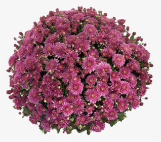 Belgian Mums® Amiko Violet - Chrysanthemum, HD Png Download, Transparent PNG