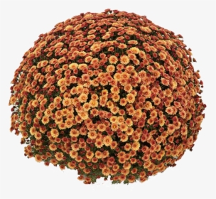 Chrysanthemum, HD Png Download, Transparent PNG