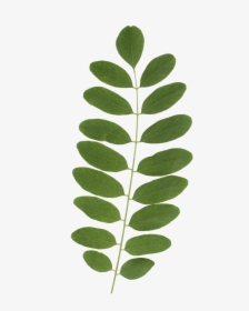 Branches0037 1 M   Title Free Download Branches0037 - Leaf, HD Png Download, Transparent PNG