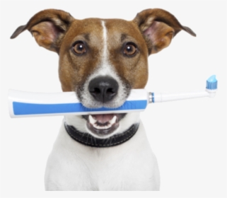 Pet Dentistry, HD Png Download, Transparent PNG