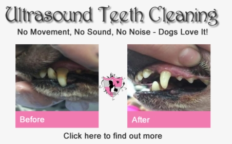 Ultrasound Dog Teeth Cleaning - Fang, HD Png Download, Transparent PNG