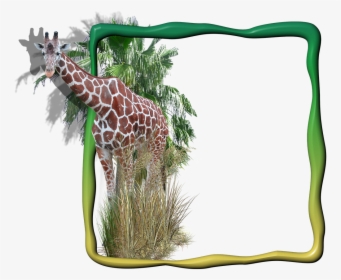 Frame Photo Frame Giraffe In The Frame Free Photo - Transparent Animal Background Png, Png Download, Transparent PNG