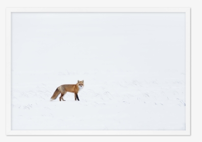 Arctic Fox - Red Fox, HD Png Download, Transparent PNG
