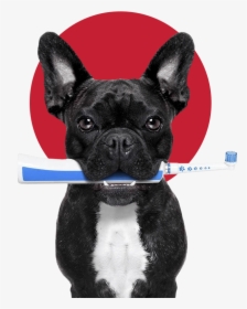 Clip Art Dogs And Toothbrushes Don - French Bulldog And Vegetables, HD Png Download, Transparent PNG